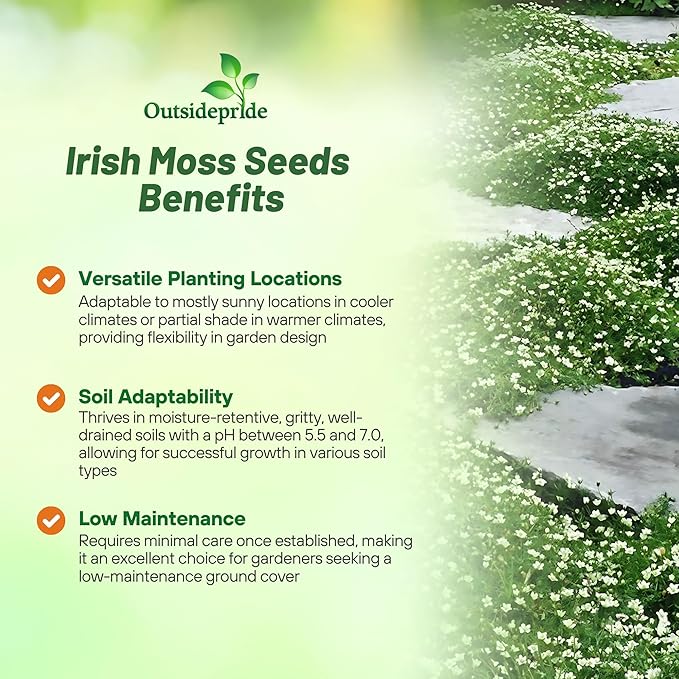 Outsidepride Irish Moss Ground Cover Seeds - 10000 Pcs Perennial Low Growing, Mat-Forming Lawn Alternative, Outdoor Ground Cover Seeds with Shade Tolerance, Ideal for Pathways and Rock Gardens