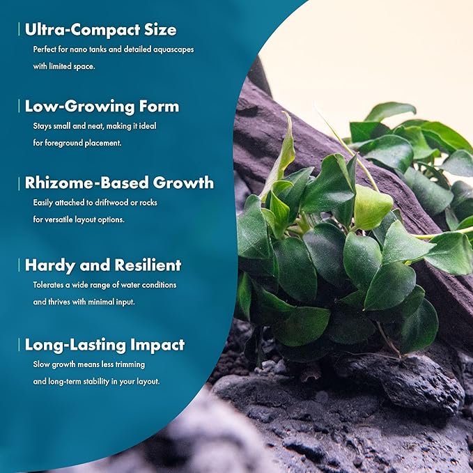SubstrateSource Anubias Live Aquarium Plants - Potted Freshwater Plant for Fish Tanks, Terrariums - Beginner Friendly Low Light (Nana Petite, 5 Pots)