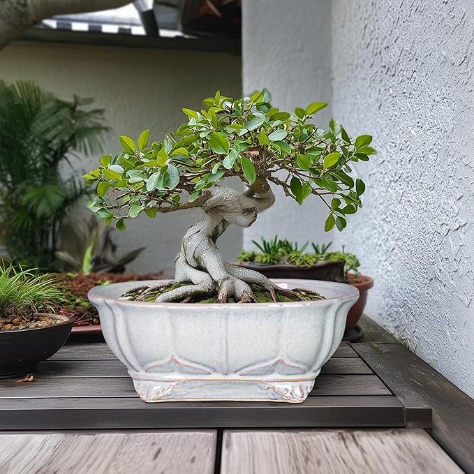 13.2 Inch Succulent Pots - Ceramic Bonsai Tree Pots with Drainage Hole, Shallow Succulent Planters for Indoor Plants Outdoor, Decorative Flower Pot, Home Decor, Plant Lover Gifts, Oval Grey