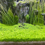 3-Pack Dwarf Leaf Aquarium Plants S.e.e.ds, Easy-Growing Freshwater Aquarium Plants for Fish Tank Decorations