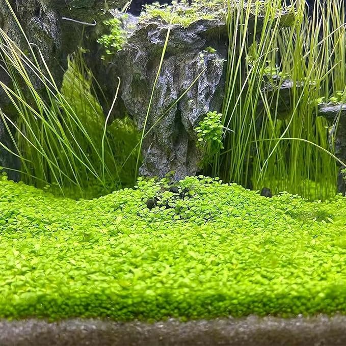3-Pack Dwarf Leaf Aquarium Plants S.e.e.ds, Easy-Growing Freshwater Aquarium Plants for Fish Tank Decorations