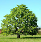 American Red Maple Shade Tree - Live Plant Shipped 3 Feet Tall by DAS Farms