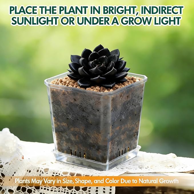 Live Succulent Plant – Echeveria Black Knight with Mini Gardening Tools – Small Easy Care Houseplant for Indoor & Outdoor, Complete Plant Care Kit