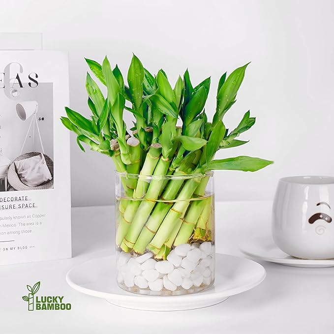 Lucky Bamboo Plants Live Indoor (10 Stalks, 8 Inch) - Fresh House Plants for Office Desk, Home Decor, for Positive Energy, Prosperity & Easy Care