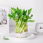 Lucky Bamboo Plants Live Indoor (10 Stalks, 8 Inch) - Fresh House Plants for Office Desk, Home Decor, for Positive Energy, Prosperity & Easy Care