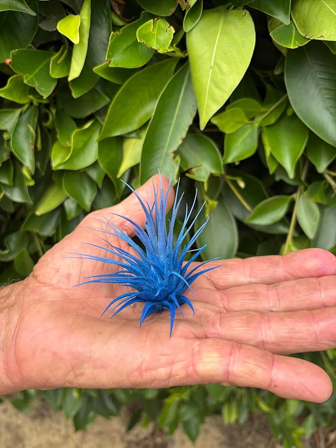 Air Plants - Tillandsia Ionantha - Organically Enhanced Color - Live Arrival Guaranteed - House Plants for Home Decor & Gift (2 Tone 4pk) (4pk Mix 2-Tone)