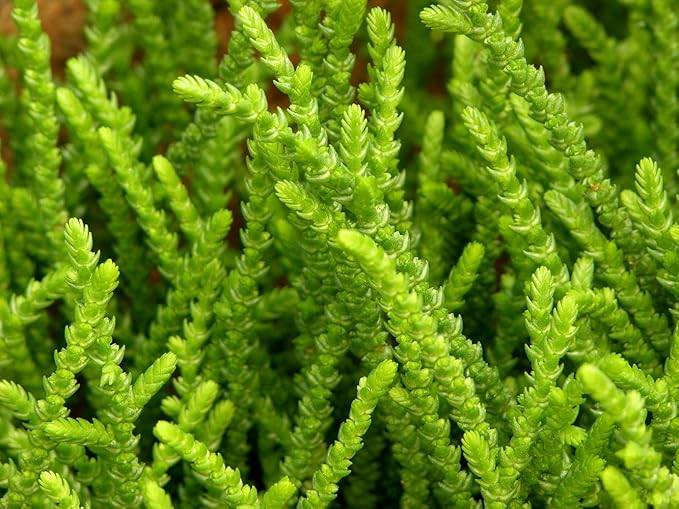 Princess Pine Succulent Plant - Crassula muscosa - 2.5" Pot