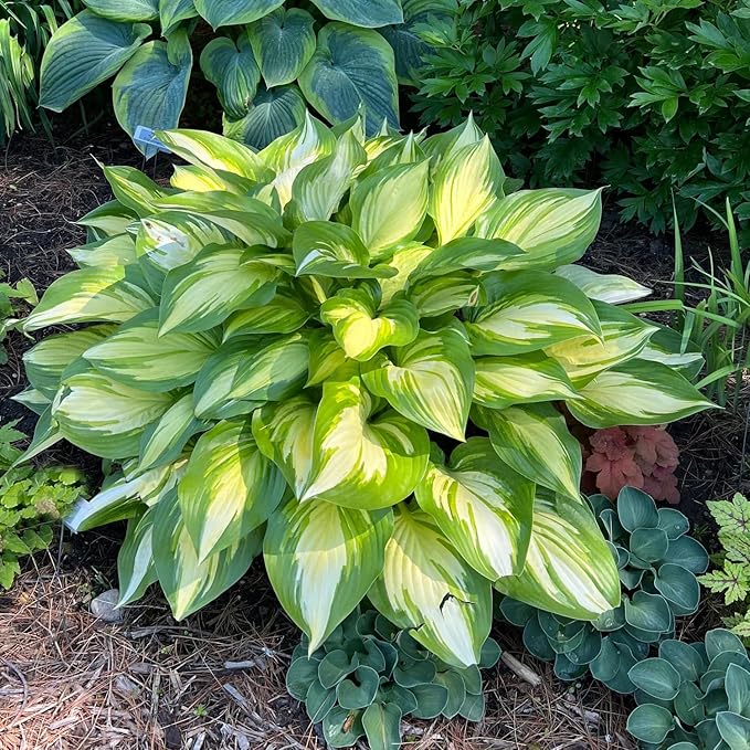 345+ USA PERMIUM Rare Hosta Seed for Planting Outdoors Garden Flowers Open Pollinated Non-GMO Heirloom