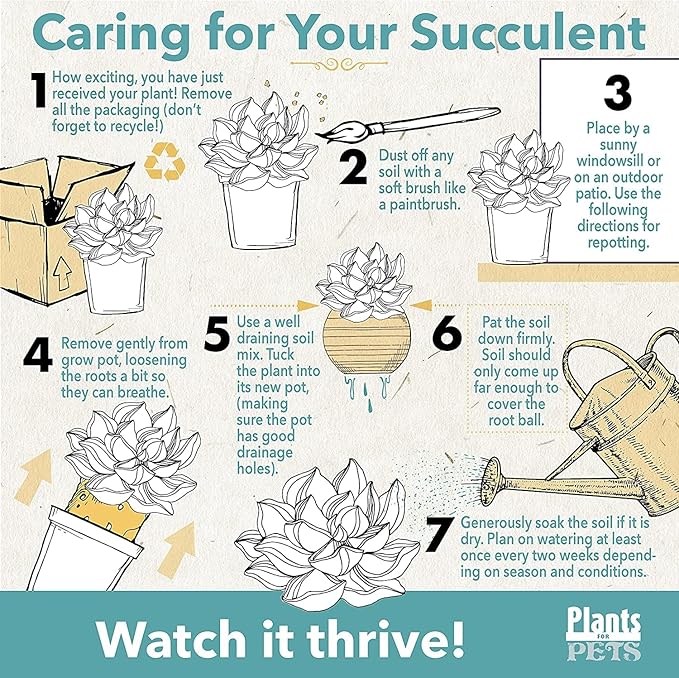 Cactus Plants Live in Clay Pots for Plants (3 PK), Live Cactus in Cactus Soil Potting Mix, Mini Cactus Succulents Plants Live Cacti, Cactus Live Succulents in Succulent Cactus Pot by Plants for Pets