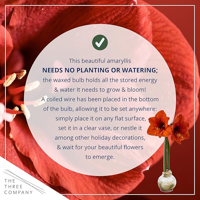 Snow Flecked Waxed Amaryllis Bulb 2-Pack – Gold Wax with Red Blooms – Live Holiday Gift Plant, Easy Care, No Watering Needed