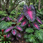 Rare Red Black Colocasia Live Plant, 5 to 8" in Tall, Taro Elephant Ear Alocasia Esculenta Live Plant for Planting, Live Colocasia Houseplant