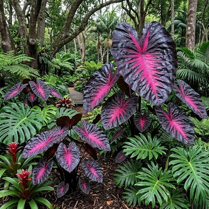 Rare Red Black Colocasia Live Plant, 5 to 8" in Tall, Taro Elephant Ear Alocasia Esculenta Live Plant for Planting, Live Colocasia Houseplant