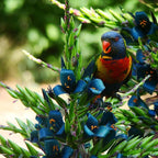 10+ Blue Sapphire Tower Plant Seeds (Puya Alpestris), Rare & Exotic Flowering Cactus, Perennial, Hardy, Pollinators Friendly -QAUZUY GARDEN
