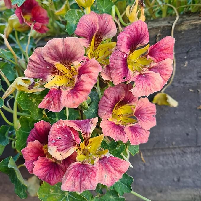 Rare Nasturtium Seeds for Planting - 150+ Mixed Nasturtium Seeds (Tropaeolum majus) Non-GMO, Attracts Pollinators