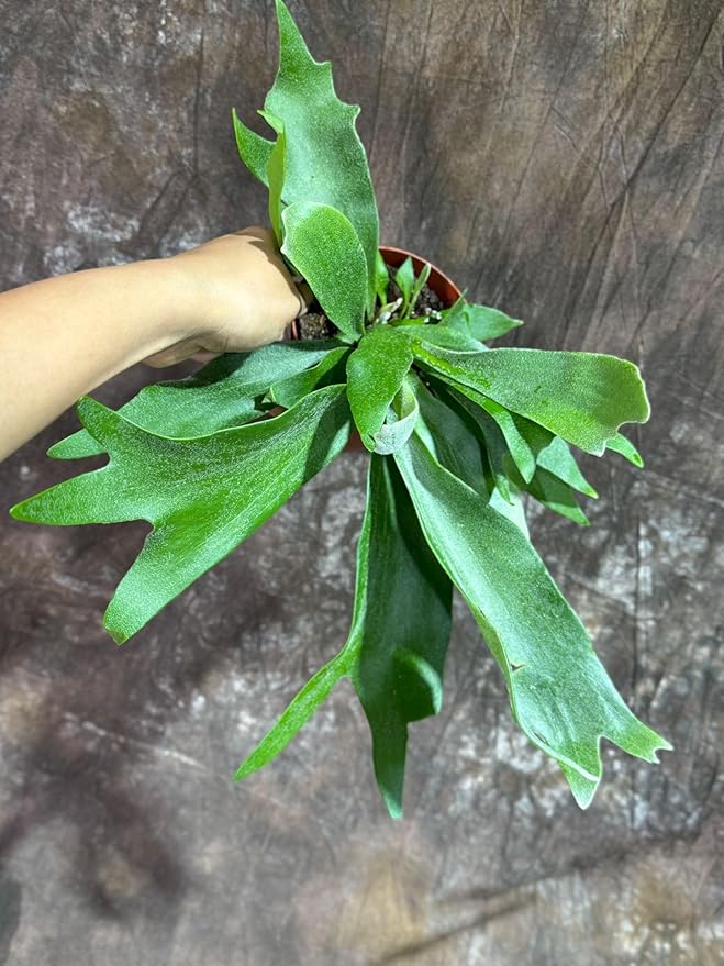 PLANTVERS Live Fern Plant in a 4" Nursey Pot | Low Maintenance Indoor Houseplant | Tropical Air Purifying Green Foliage for Home & Office Decor | Easy-Care Indoor Plant (Staghorn Fern)