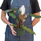 Philodendron Pink Princess Live Plant for Indoor | Different Houseplants in 4'' & 6'' Pot | Real House Plant for Living Room, Office, Desk & Bathroom | Pink Princess | erubescens