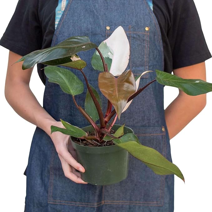Philodendron Pink Princess Live Plant for Indoor | Different Houseplants in 4'' & 6'' Pot | Real House Plant for Living Room, Office, Desk & Bathroom | Pink Princess | erubescens