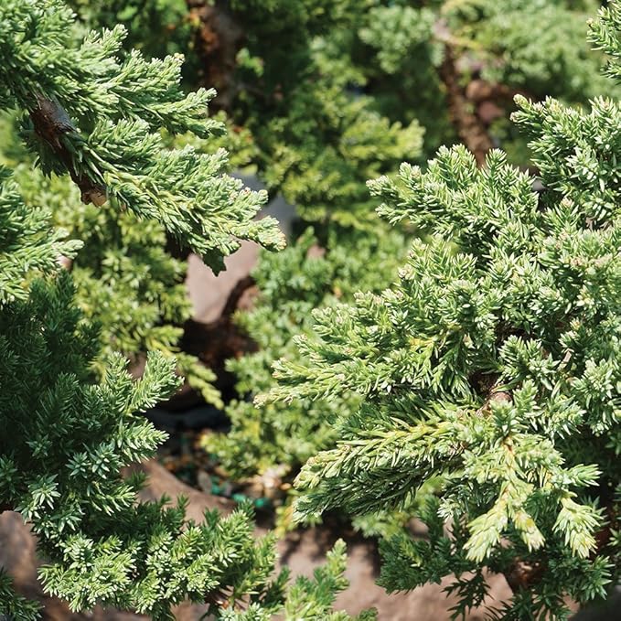 Brussel's Bonsai - Live Green Mound Juniper Bonsai Tree with Water Bonsai Pot, Outdoor Bonsai Tree Live Plant, 5 Years Old, 6-10 Inches Tall, Easy Care Bonsai for Patio Garden (Medium)