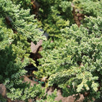 Brussel's Bonsai - Live Green Mound Juniper Bonsai Tree in Bonsai Pot, Outdoor Bonsai Tree Live Plant, 5 Years Old, 6-10 Inches Tall, Easy Care Evergreen Bonsai for Patio Garden Décor (Medium)
