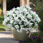 Ivydale Bougainvillea Artificial Flowers for Outdoors Spring Decor, 4 Bundles White Fake Outside Flowers Silk UV Resistant Realistic Faux Plants for Outdoor Planters Porch Patio Window Garden