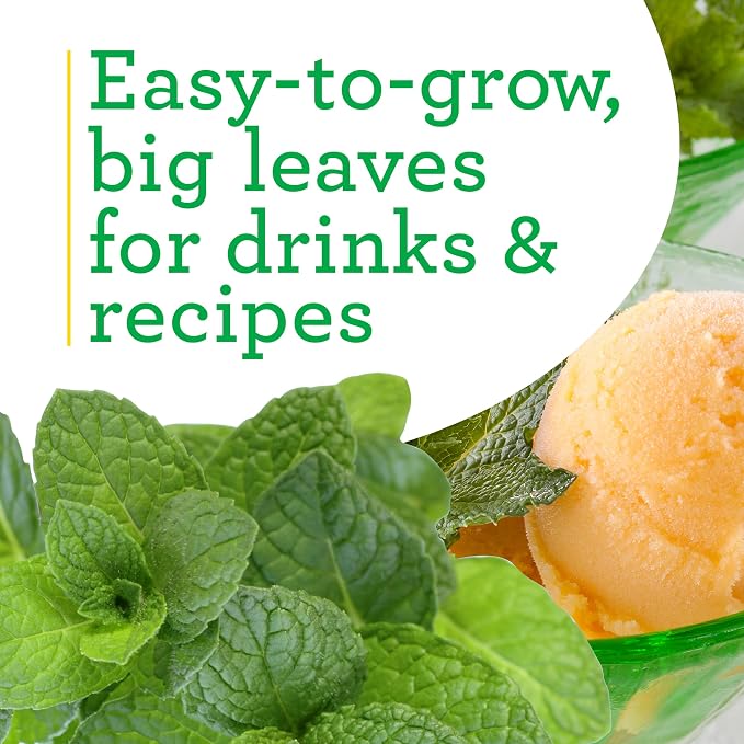 Bonnie Plants Sweet Mint, Live Plants, with Miracle-Gro Pour & Feed Singles Ready-to-Use Plant Food, 4-Pack, Easy-to-Grow Classic Mint is Great for Container Gardens, 19.3 oz.