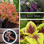 Sow Right Seeds - Coleus Rainbow Mix Seeds for Planting - Beautiful Flowers to Plant in a Home Garden - Indoors or Outdoors - Non-GMO Heirloom Seeds - Attractive & Colorful - Great Gardening Gift (1)