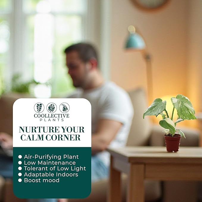 Monstera Thai Constellation – Live Indoor Plant in 2″ Grower Pot, Variegated Monstera Houseplant, Easy Care Low Maintenance Tropical Plant for Home or Office