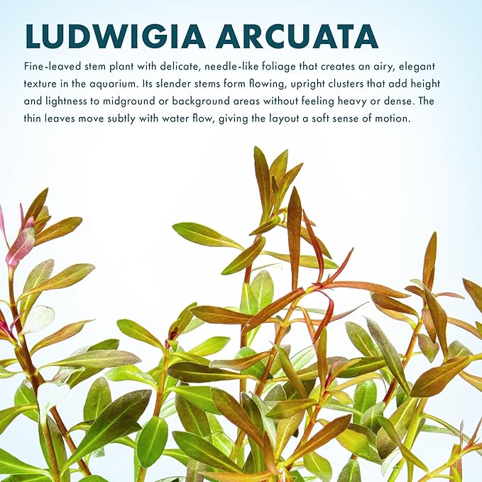 SubstrateSource Live Aquarium Stem Plants - Freshwater Aquatic Plant for Fish Tanks, Aquascaping - (Needle Leaf Ludwigia Arcuata, 4 Bunches)