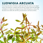 SubstrateSource Live Aquarium Stem Plants - Freshwater Aquatic Plant for Fish Tanks, Aquascaping - (Needle Leaf Ludwigia Arcuata, 4 Bunches)