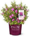 Encore Azalea 2 Gal. Autumn Amethyst Azalea Shrub