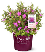 Encore Azalea 2 Gal. Autumn Amethyst Azalea Shrub