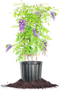 Perfect Plants Amethyst Falls Wisteria Vine 3 Gallon | Live Shrub for Outdoor Planting | Fast Growing Vines for Trellis or Fence | Beautiful Purple Flowers During Spring & Summer