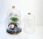 Handblown 7" Glass Terrarium with Opening for Air Flow & Cork Stopper Cloche Style Glass Dome Vivarium Display Case (Small)