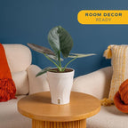 Costa Farms Alocasia Regina Live Plant in Self Watering Pot, Indoor Houseplant, Perfect for Home, Room, or Office Decor, Great House Warming or Birthday Gift, 12-18 Inches Tall