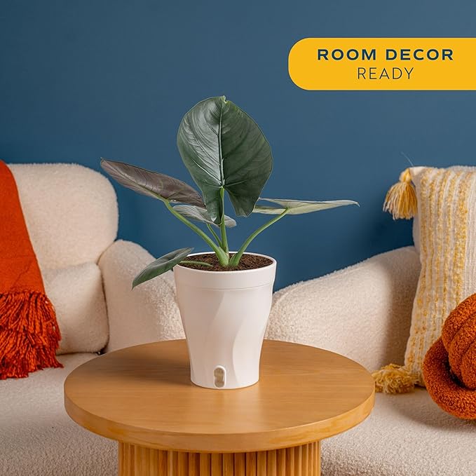 Costa Farms Alocasia Regina Live Plant in Self Watering Pot, Indoor Houseplant, Perfect for Home, Room, or Office Decor, Great House Warming or Birthday Gift, 12-18 Inches Tall