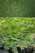 Ultimate Floating Plant Bundle - Duckweed, Red Root Floaters, Salvinia - Aquarium Enthusiasts’ Dream Collection