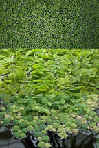 Ultimate Floating Plant Bundle - Duckweed, Red Root Floaters, Salvinia - Aquarium Enthusiasts’ Dream Collection