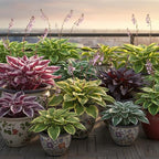 100+ Hosta Seeds for Planting Outdoors, Mixed Color Rare Perennial Flower Seeds, Shade Loving Hosta Plants for Garden Beds, Containers, Patios