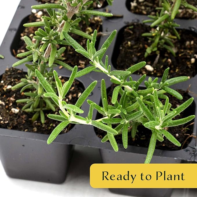 12 Creeping Rosemary in 2.5” Nursery Cubes (Rosmarinus officinalis ‘Prostratus’) | Evergreen Aromatic Groundcover Herb for Rock Gardens, Walls & Containers | Ready-to-Plant Live Starter Plants