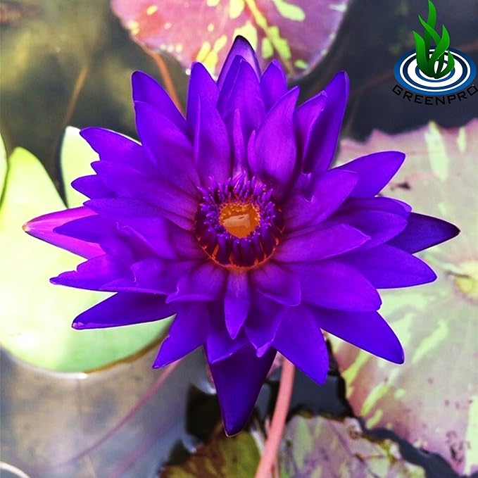 Live Aquatic Plant Nymphaea King of Blue Siam Tropical Water Lilies Tuber for Aquarium Freshwater Fish Pond Decorations by Greenpro