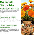 LUOJIBIE Calendula Seeds, Calendula Seeds for Planting Outdoor & Indoor, 8,000+ Pacific Beauty Mix Annual Flower Seeds Bulk, Non-GMO Flower Seeds, Large Blooms, Easy to Grow