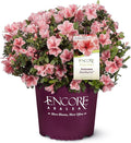Encore Azalea 1 Gal. Autumn Sunburst Azalea Shrub