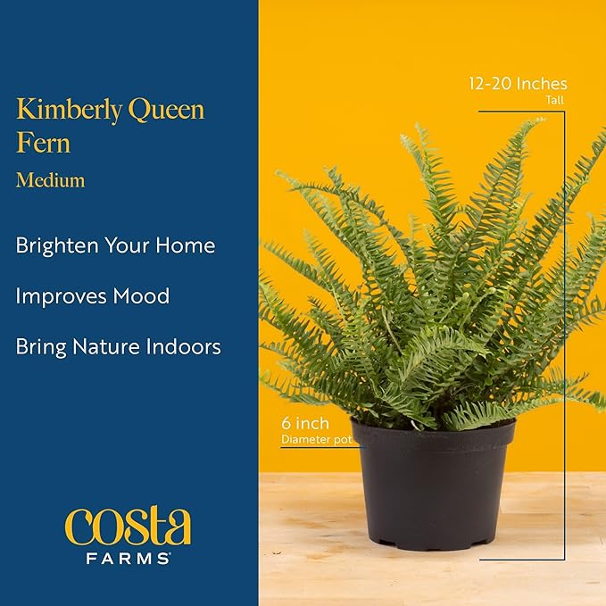 Costa Farms Kimberly Queen Fern Live Plant in Decorative Pot, Indoor & Outdoor Houseplant, Perfect for Home, Room, or Office Decor, Great House Warming or Birthday Gift, 12-18 Inches Tall