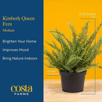 Costa Farms Kimberly Queen Fern Live Plant in Decorative Pot, Indoor & Outdoor Houseplant, Perfect for Home, Room, or Office Decor, Great House Warming or Birthday Gift, 12-18 Inches Tall