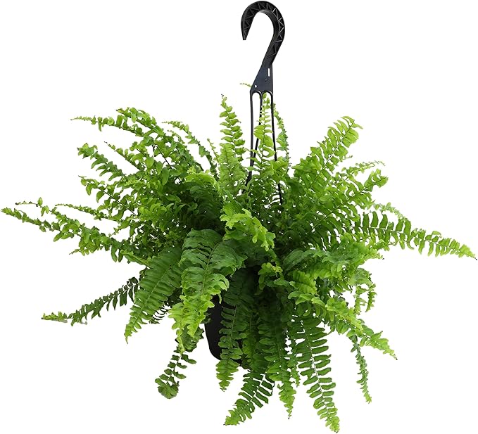 Hanging Boston Fern Live Plant in 6" Hanger, Real Ferns for Outdoors, Pet Friendly & Air Purifying, Low Light Outdoor or Indoor Houseplants, Easy Care Porch Plant by Plants for Pets