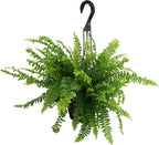 Hanging Boston Fern Live Plant in 6" Hanger, Real Ferns for Outdoors, Pet Friendly & Air Purifying, Low Light Outdoor or Indoor Houseplants, Easy Care Porch Plant by Plants for Pets