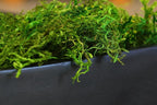 SuperMoss (25320) Forest Moss Preserved, Fresh Green, 2oz