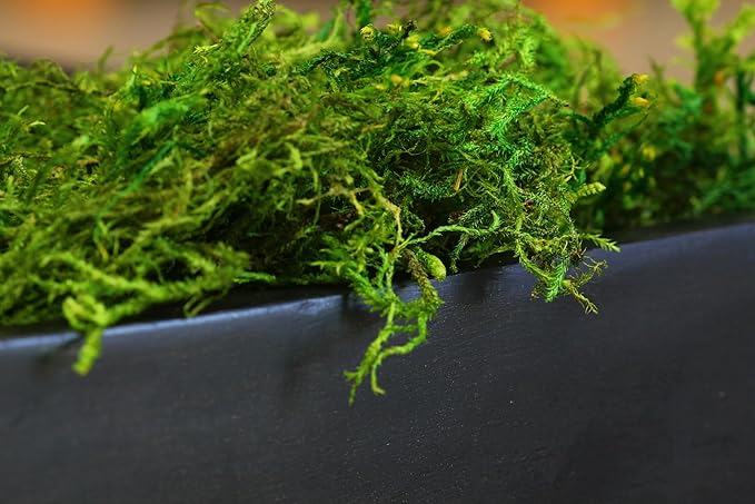 SuperMoss (25320) Forest Moss Preserved, Fresh Green, 2oz