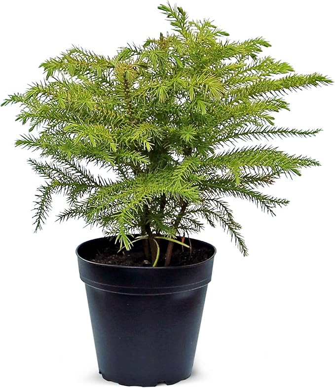 Live Norfolk Island Pine, Christmas Tree, Star Pine, Office Gift, Housewarming Gift, Thank You Gift, Air Purifying Plant, Birthday Gift, Office Gift in 4" Pot