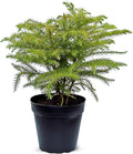 Live Norfolk Island Pine, Christmas Tree, Star Pine, Office Gift, Housewarming Gift, Thank You Gift, Air Purifying Plant, Birthday Gift, Office Gift in 4" Pot